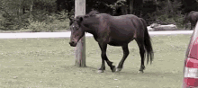 Slow Motion Horse GIF - Slow Motion Horse Animal GIFs