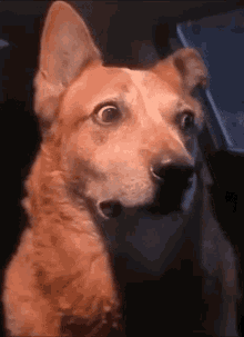 Scared Dog Wtf Is Going On GIF - Scared Dog Wtf Is Going On GIFs
