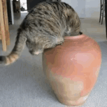 Cat Funny GIF - Cat Funny Vase GIFs