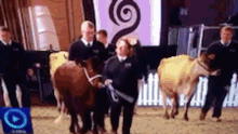 queen cows queen cows