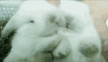 Bunny Hugging GIF - Bunny Hugging Bed Time GIFs