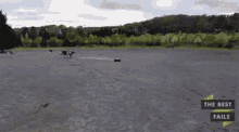 Dog Chase Rc Car GIF - The Best Fails Best Fail Gifs Collab Clips GIFs