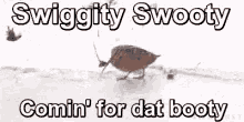 Bird Dancing GIF - Bird Dancing Swiggity Swooty GIFs