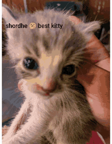 Shordhe Shordhe Cat GIF - Shordhe Shordhe Cat Sp GIFs