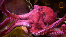 Swimming Octopuses101 GIF - Swimming Octopuses101 Octopus GIFs