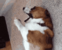 Dog Lazy GIF - Dog Lazy Play GIFs