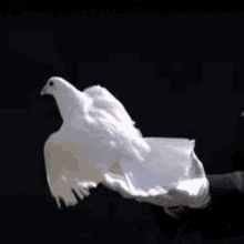 Doves Fly GIF - Doves Fly Free GIFs