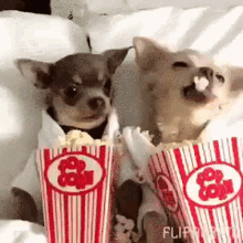 puppy popcorn eat hungry cute dog