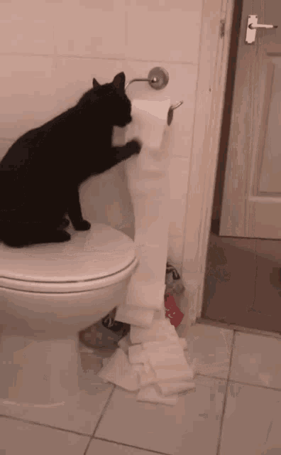 Toilet Paper Cat GIF - Toilet Paper Toilet Cat GIFs
