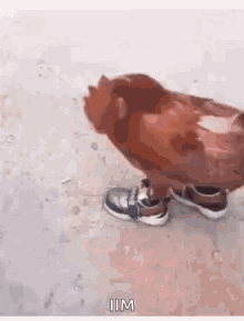 Chicken Stud New Shoes GIF - Chicken Stud New Shoes Chick GIFs
