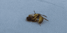 Bee Wasp GIF - Bee Wasp Fight GIFs