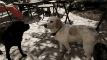 Dogs Cute GIF - Dogs Cute Looking GIFs