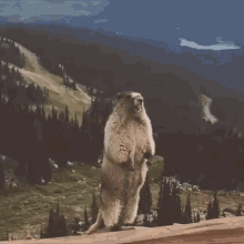 aaaaaaaaa angry nesamon%C4%97 marmot screaming beaver