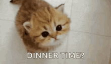 Kitty Dinner Time GIF - Kitty Dinner Time Dinner GIFs