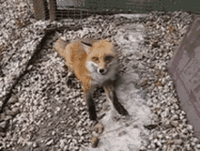 fox smile cute