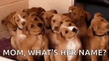 Confused Dogs GIF - Confused Dogs Mom GIFs