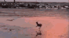 deer excited bounce prance joy