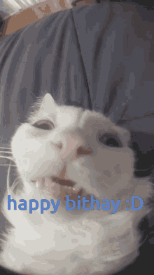 Cat Meme Cat Happy Birthday GIF - Cat Meme Cat Happy Birthday Cat GIFs