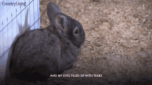 Rabbit Bunny GIF - Rabbit Bunny Cute GIFs