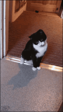 Cute Cat GIF - Cute Cat Funny GIFs