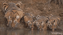 Thirsty Drinking GIF - Thirsty Drinking Tigers GIFs
