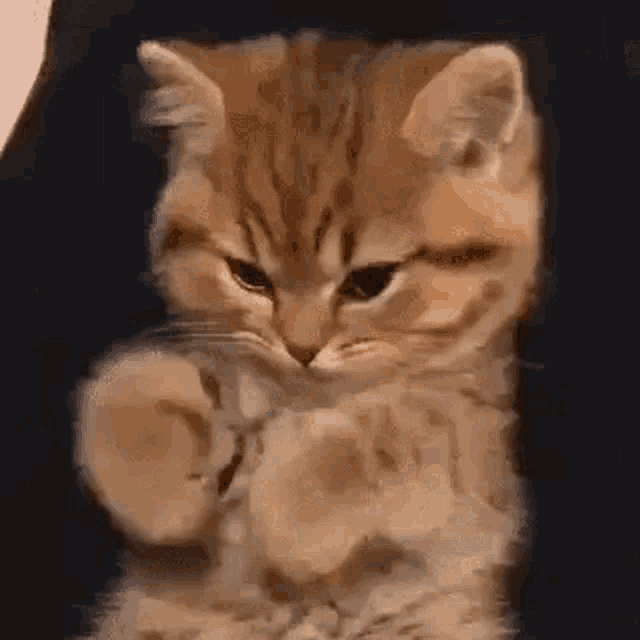 Cat Pout GIF - Cat Pout Kitty GIFs
