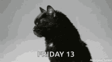Friday Black GIF - Friday Black Black Cat GIFs