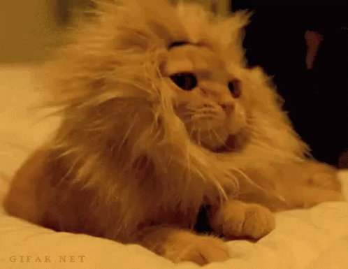 Yawn Cat GIF - Yawn Cat Lion GIFs