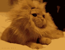Yawn Cat GIF - Yawn Cat Lion GIFs