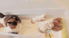What Have I Done? GIF - Cat Kittens Cute GIFs