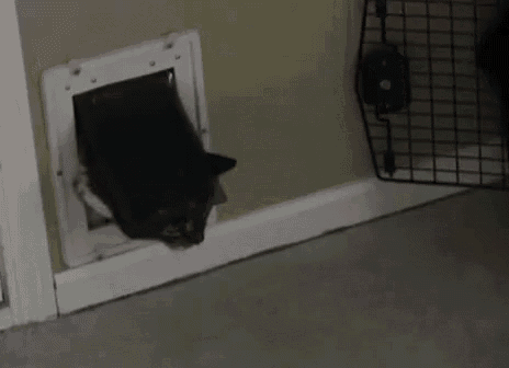 fat cat going through cat door