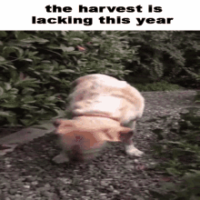The Harvest Is Lacking This Year Harvest GIF - The Harvest Is Lacking This Year Harvest Lacking GIFs