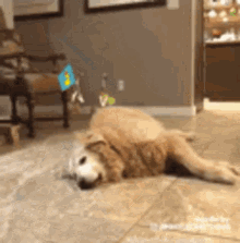Duck Conquering GIF - Duck Conquering Dog GIFs