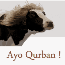 Ayo Qurban GIF - Ayo Qurban Ldii GIFs