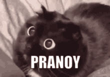 Pranoy GIF - Pranoy GIFs