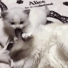 Cat Cat Licking GIF - Cat Cat Licking Cat Licking Ear GIFs