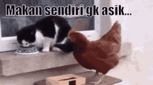 Serobot Makan GIF - Kucing Ayam Makan GIFs
