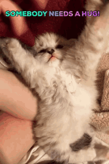 Kitten Hug GIF - Kitten Hug Somebody Needs A Hug GIFs
