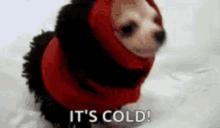 Its Cold GIF - Its Cold GIFs