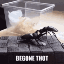 Begone Thot Beetle GIF - Begone Thot Beetle Battle GIFs