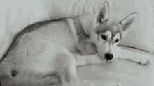 Husky Puppy Hiccups GIF - Hiccups Puppy Hiccups Husky Hiccups GIFs