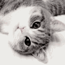 Cat Boop GIF - Cat Boop Meow GIFs