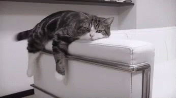 Lazy Cat GIF - Lazy Cat - Discover & Share GIFs