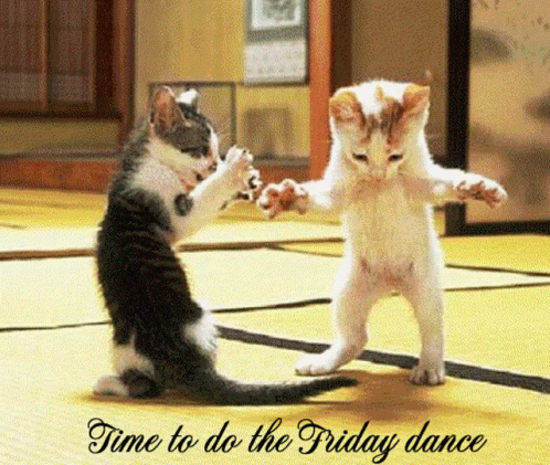 Happy Friday Cat GIFs | Tenor Funny Party Time Images