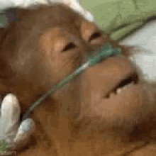 Dying Monkey GIF - Dying Monkey Dying GIFs