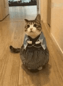 Cat Confused GIF - Cat Confused Costume GIFs