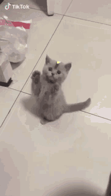 Cat Cute GIF - Cat Cute Yellow Paper GIFs