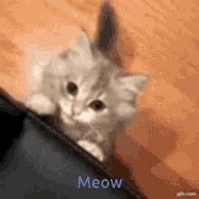 Pushy Meow Meow GIF - Pushy Meow Meow Pushy GIFs