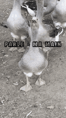 parle%C3%A0ma main talk to my hand duck cute