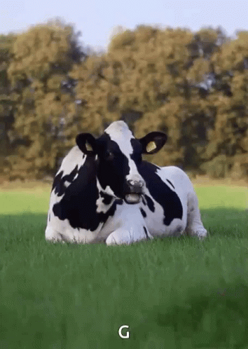 Cow Cow Cows GIF - Cow Cow Cows Chew GIFs